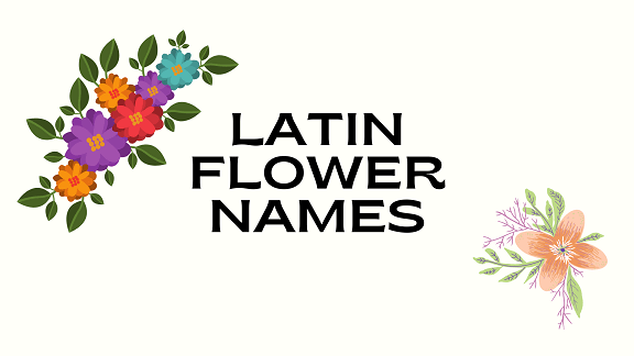 30 Famous Latin Flower Names List – NamesBuddy