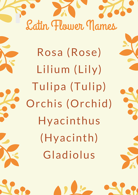 Latin flower names