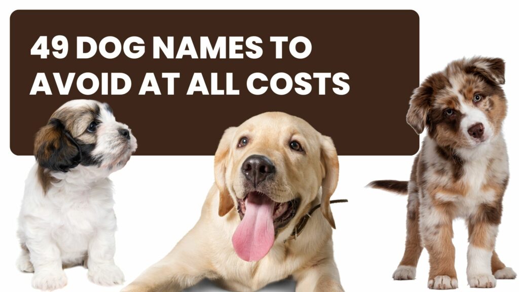 49 dog names to avoid at all costs